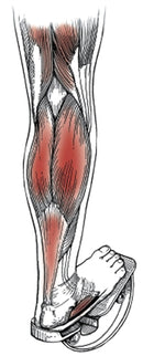 Medi-Dyne ProStretch Wooden, Single